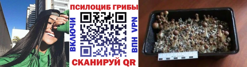 Галлюциногенные грибы Psilocybine cubensis  Электроугли 